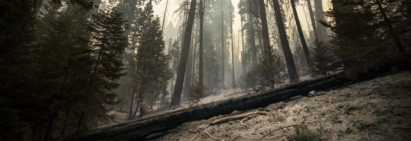 Incêndio nos EUA