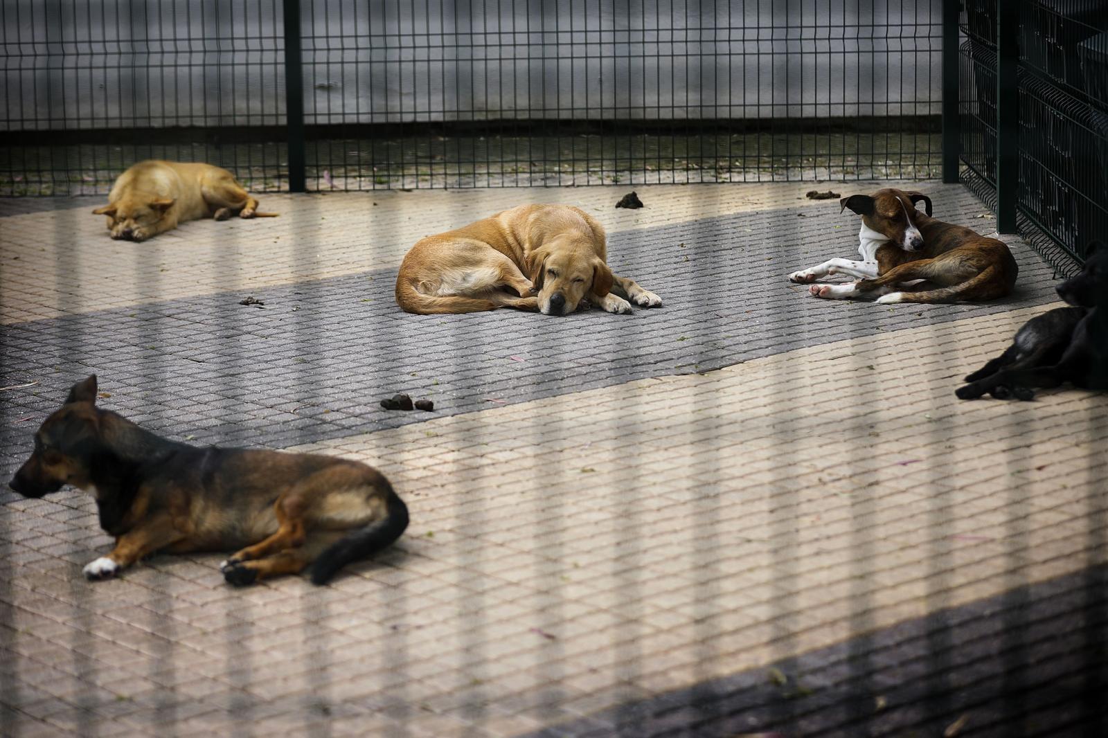 Daniel_Rocha_arquivo_provedor dos animais