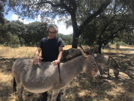 burros na herdade do freixo do meio