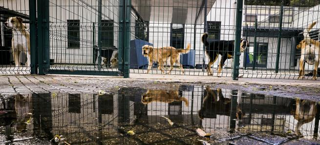 Daniel_Rocha_arquivo_Provedor_dos_animais
